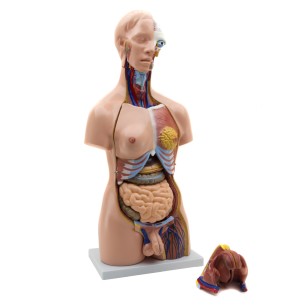 Torso Umano Maschile / Femminile - Altezza 85 cm 2