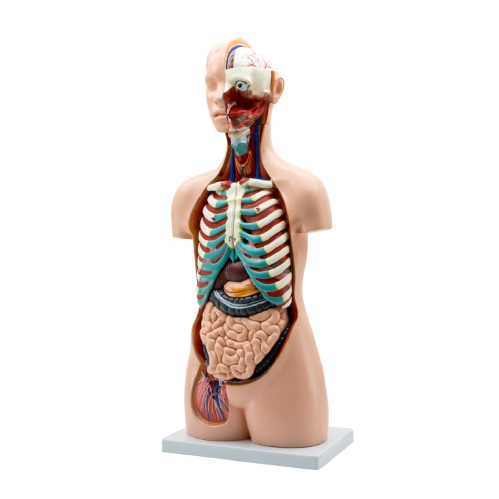 Torso Umano - Assessuato - Torso Aperto