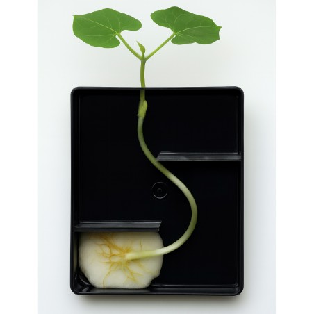 Kit Germinazione