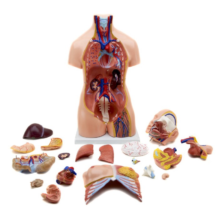 Torso Umano Maschile/Femminile - Altezza 85 - 38 Parti